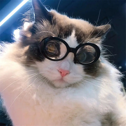 Runda Solglasögon för Katt – Coola Färger & Stilren Design
