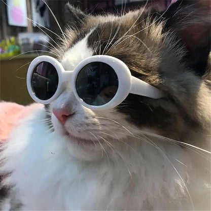 Runda Solglasögon för Katt – Coola Färger & Stilren Design