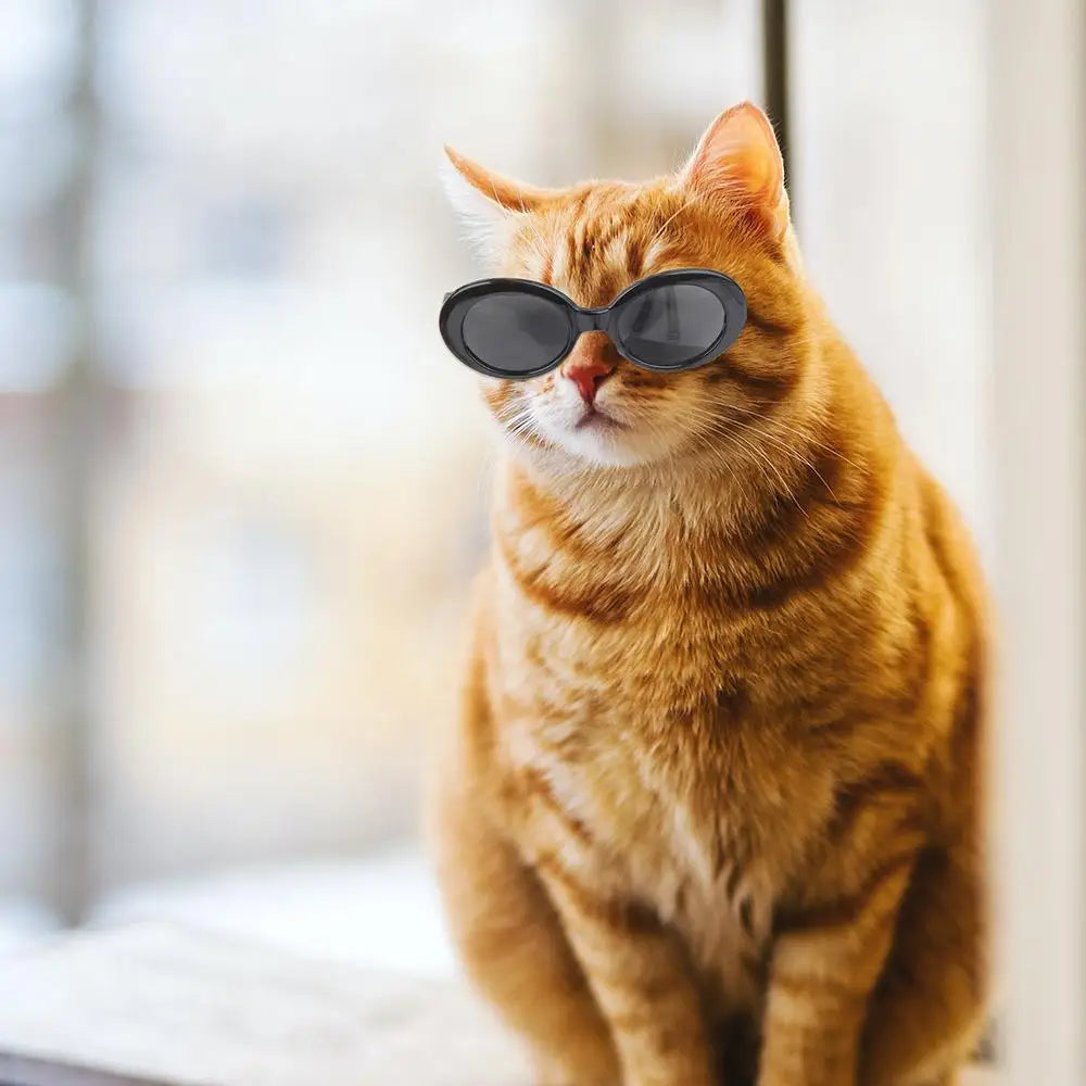 Runda Solglasögon för Katt – Coola Färger & Stilren Design