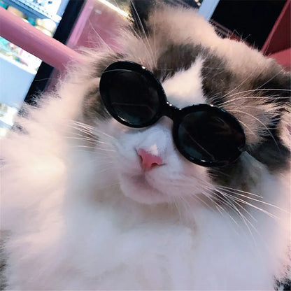 Runda Solglasögon för Katt – Coola Färger & Stilren Design